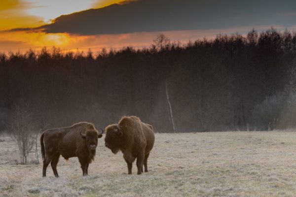 7 Day Trip From Warsaw: UNESCO World Heritage Sites in Poland Bialowieza Bisons 600x400