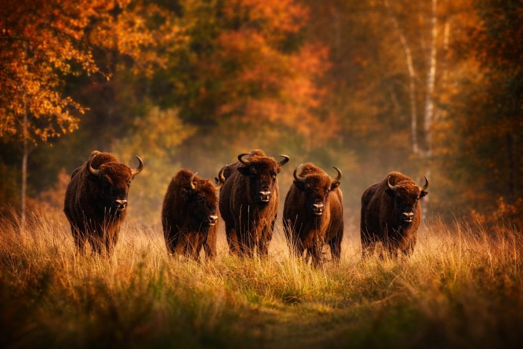 One Day in Poland - Bisons